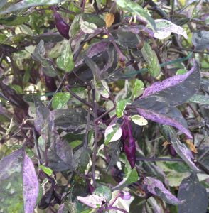 Chilipflanze Purple Tiger